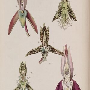 Catasetum cristatum orchidee met unieke bloemvormen en kleuren.