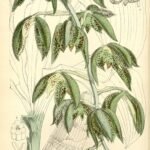 Catasetum cernuum orchidee met groene en gele bloembladeren.