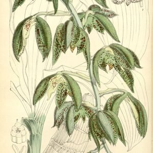 Catasetum cernuum orchidee met groene en gele bloembladeren.