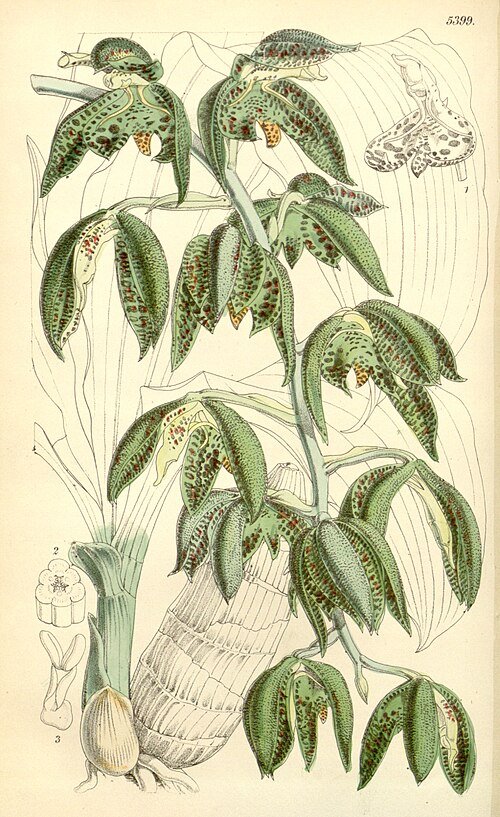 Catasetum cernuum orchidee met groene en gele bloembladeren.