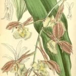 Prachtige close-up van Catasetum fimbriatum orchidee bloem met witte en paarse bloembladen.