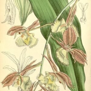 Prachtige close-up van Catasetum fimbriatum orchidee bloem met witte en paarse bloembladen.