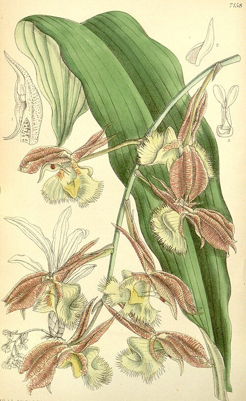 Prachtige close-up van Catasetum fimbriatum orchidee bloem met witte en paarse bloembladen.