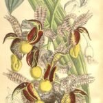 Majestueuze Catasetum galeritum orchidee met paarse en witte bloemen.