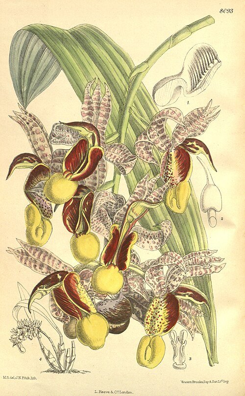 Majestueuze Catasetum galeritum orchidee met paarse en witte bloemen.