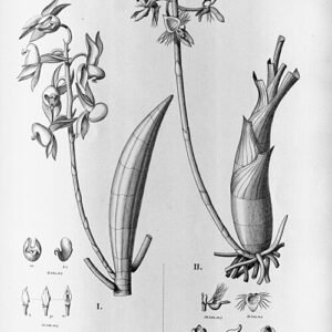 Bloeiende Catasetum lemosii orchidee met gele en paarse bloemen.