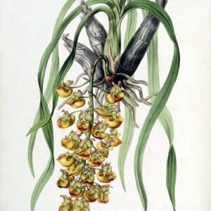 Catasetum longifolium orchidee met lange groene bladeren en bloemtrossen.