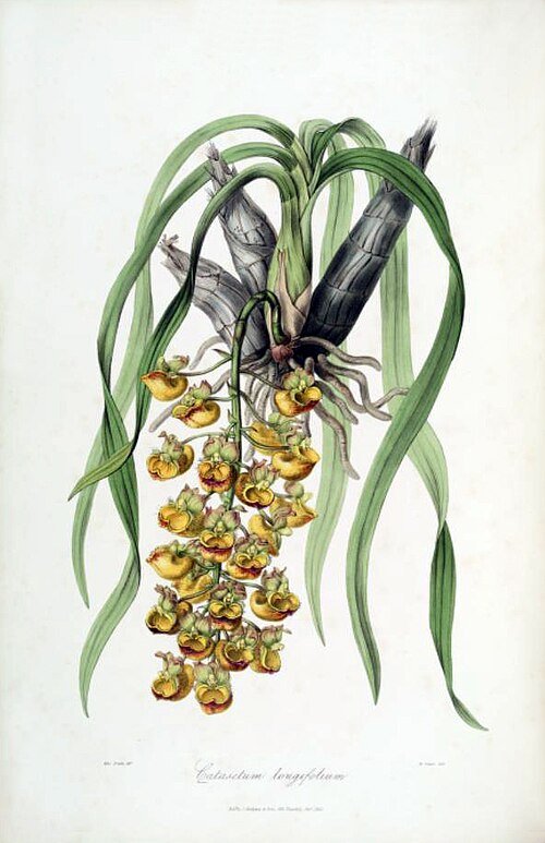Catasetum longifolium orchidee met lange groene bladeren en bloemtrossen.