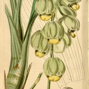 Catasetum luridum orchidee met groene bladeren en opvallende bloemtrossen.