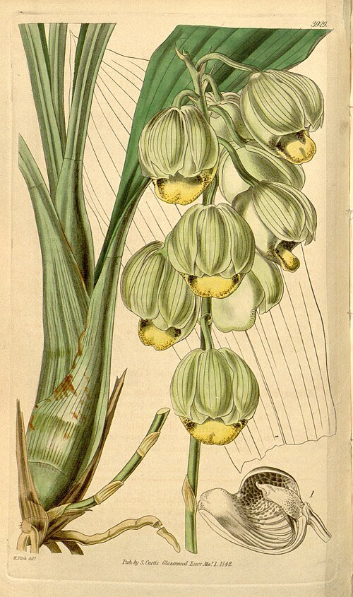 Catasetum luridum orchidee met groene bladeren en opvallende bloemtrossen.