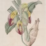 Purple and white Catasetum macrocarpum orchid with pointed petals.