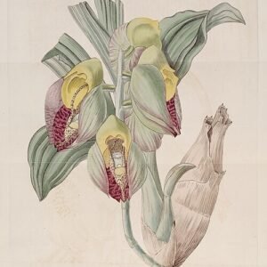 Purple and white Catasetum macrocarpum orchid with pointed petals.