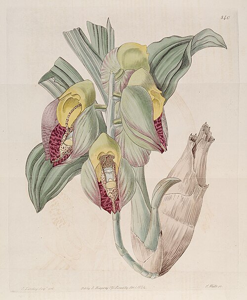 Purple and white Catasetum macrocarpum orchid with pointed petals.