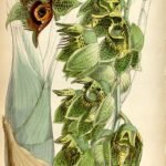Bloeiende Catasetum naso orchidee met gele en oranje bloemen en groene bladeren.