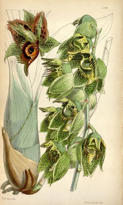 Bloeiende Catasetum naso orchidee met gele en oranje bloemen en groene bladeren.