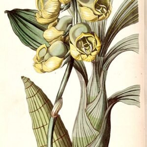 Catasetum planiceps orchideeën illustratie in detail.
