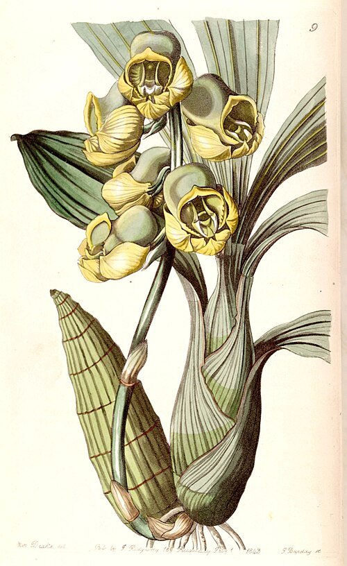 Catasetum planiceps orchideeën illustratie in detail.