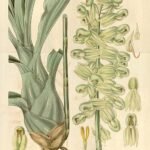 Catasetum purum orchidee met witte bloemen en groene bladeren.