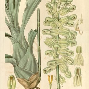 Catasetum purum orchidee met witte bloemen en groene bladeren.