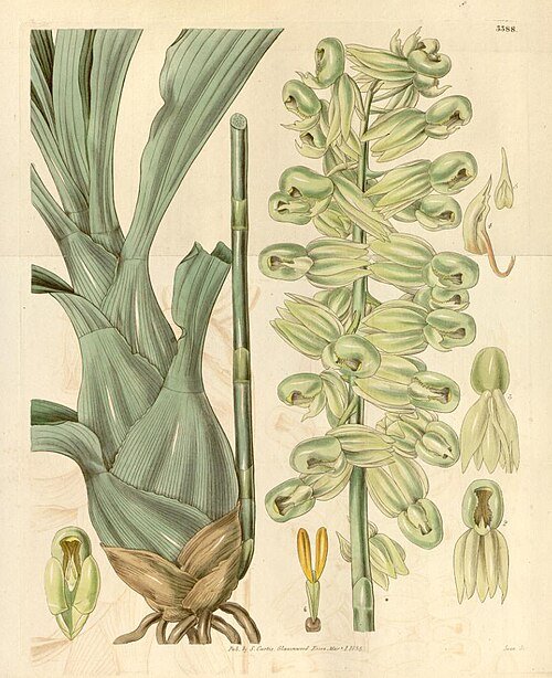 Catasetum purum orchidee met witte bloemen en groene bladeren.