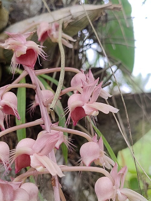 Witte Catasetinae orchidee met groene bladeren op 500px afbeelding.