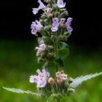 Bloeiende Nepeta s Low' plant met paarse bloemen en groen blad.