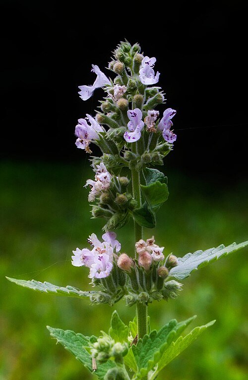 Bloeiende Nepeta s Low' plant met paarse bloemen en groen blad.