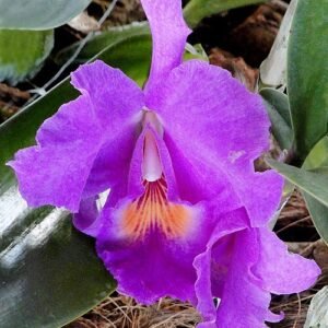 Paarse en gele Guarianthe bowringiana orchidee op groen blad.