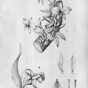 Bloeiende Cattleya coccinea orchidee met groene bladeren op de achtergrond.