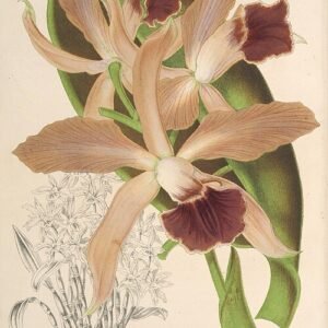 Illustratie van Cattleya ×elegans orchidee in volle bloei.