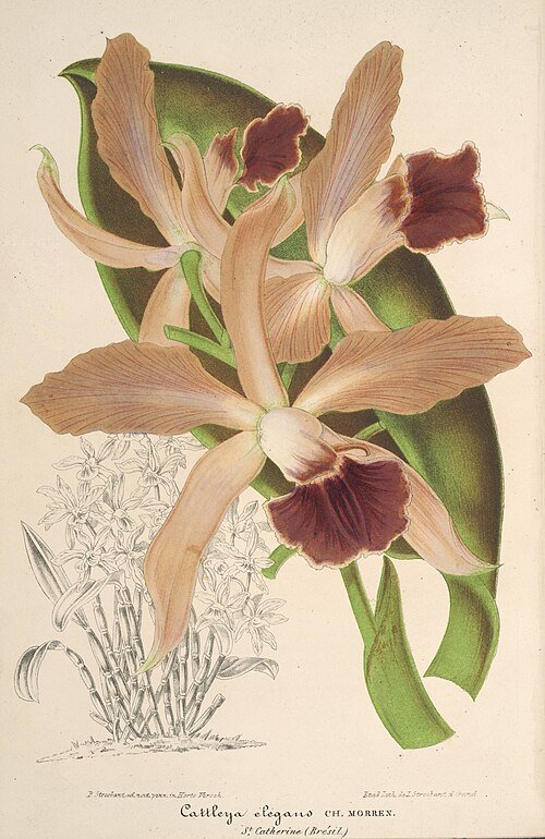 Illustratie van Cattleya ×elegans orchidee in volle bloei.