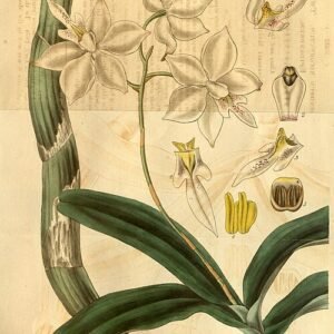 Bloeiende Caularthron bicornutum orchidee met witte en paarse bloemen.