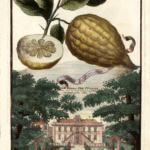 Citrus × limonimedica, ook bekend als Cedro da Fiorenza Volkamer 1708, met gele citroenvormige vruchten en groen blad.