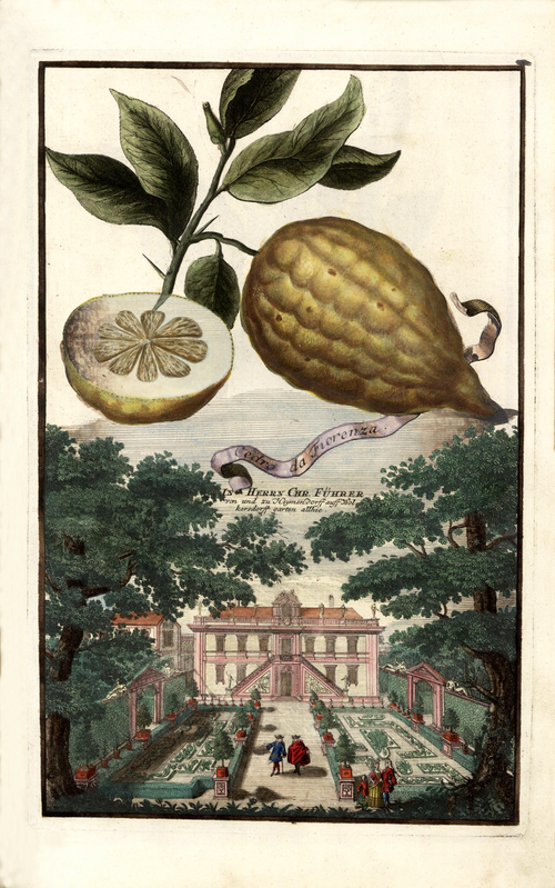 Citrus × limonimedica, ook bekend als Cedro da Fiorenza Volkamer 1708, met gele citroenvormige vruchten en groen blad.
