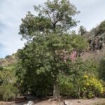 Bloeiende Ceiba speciosa boom in botanische tuin, Gran Canaria.
