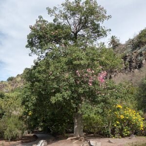 Bloeiende Ceiba speciosa boom in botanische tuin, Gran Canaria.