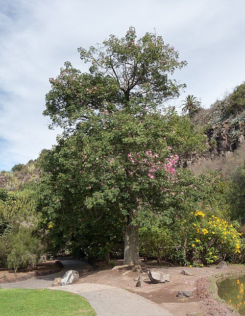 Bloeiende Ceiba speciosa boom in botanische tuin, Gran Canaria.