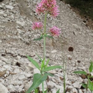 Rode valeriaan bloemen groeien in kleigrond, winterharde eigenschappen.