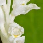 Witte Cephalanthera austiniae orchidee bloemen met groene bladeren op natuurlijke achtergrond.