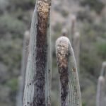 Groene Cephalocereus columna-trajani cactus met stekels.