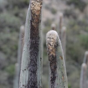 Groene Cephalocereus columna-trajani cactus met stekels.