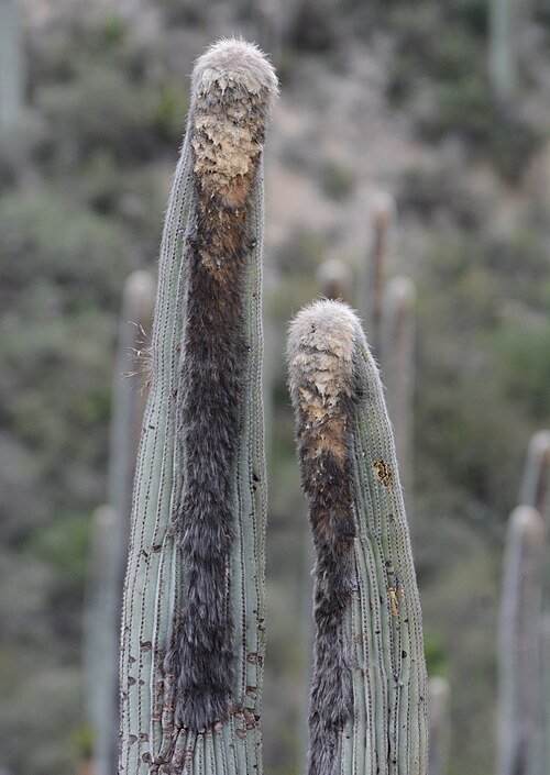 Groene Cephalocereus columna-trajani cactus met stekels.