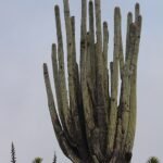 Cephalocereus fulviceps cactus met lange, slanke groene stelen en gele doornen.