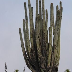 Cephalocereus fulviceps cactus met lange, slanke groene stelen en gele doornen.