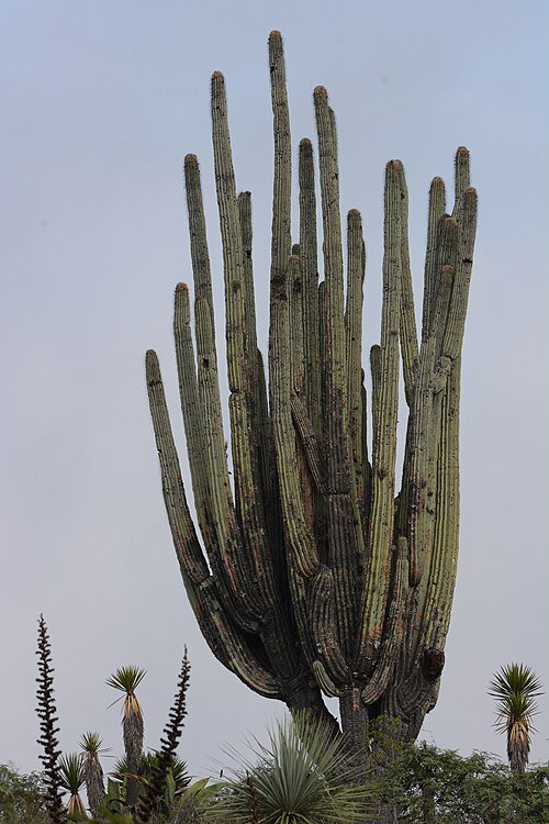 Cephalocereus fulviceps cactus met lange, slanke groene stelen en gele doornen.