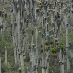 Cephalocereus macrocephalus cactus met lange cilindrische stelen, bedekt met doorns, tegen een heldere blauwe lucht.