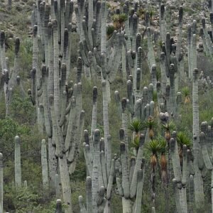 Cephalocereus macrocephalus cactus met lange cilindrische stelen, bedekt met doorns, tegen een heldere blauwe lucht.