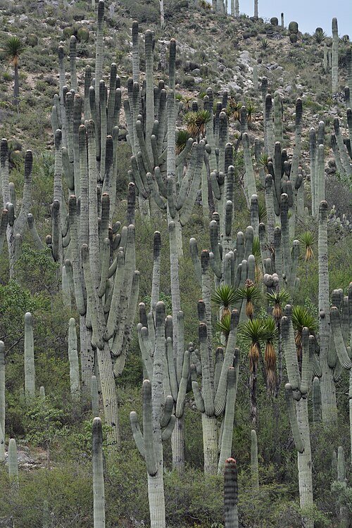 Cephalocereus macrocephalus cactus met lange cilindrische stelen, bedekt met doorns, tegen een heldere blauwe lucht.