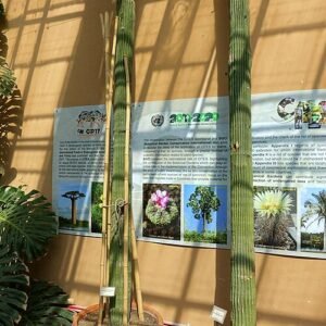 Small Cephalocereus polylophus cactus with green stems and white spines in Rome, Italy.