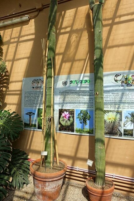 Small Cephalocereus polylophus cactus with green stems and white spines in Rome, Italy.